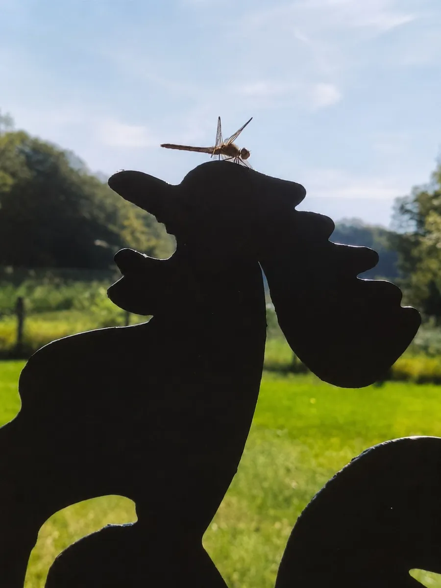 The First Flight — Photograph — a dragonfly on the crest of a metal rooster (2/5)