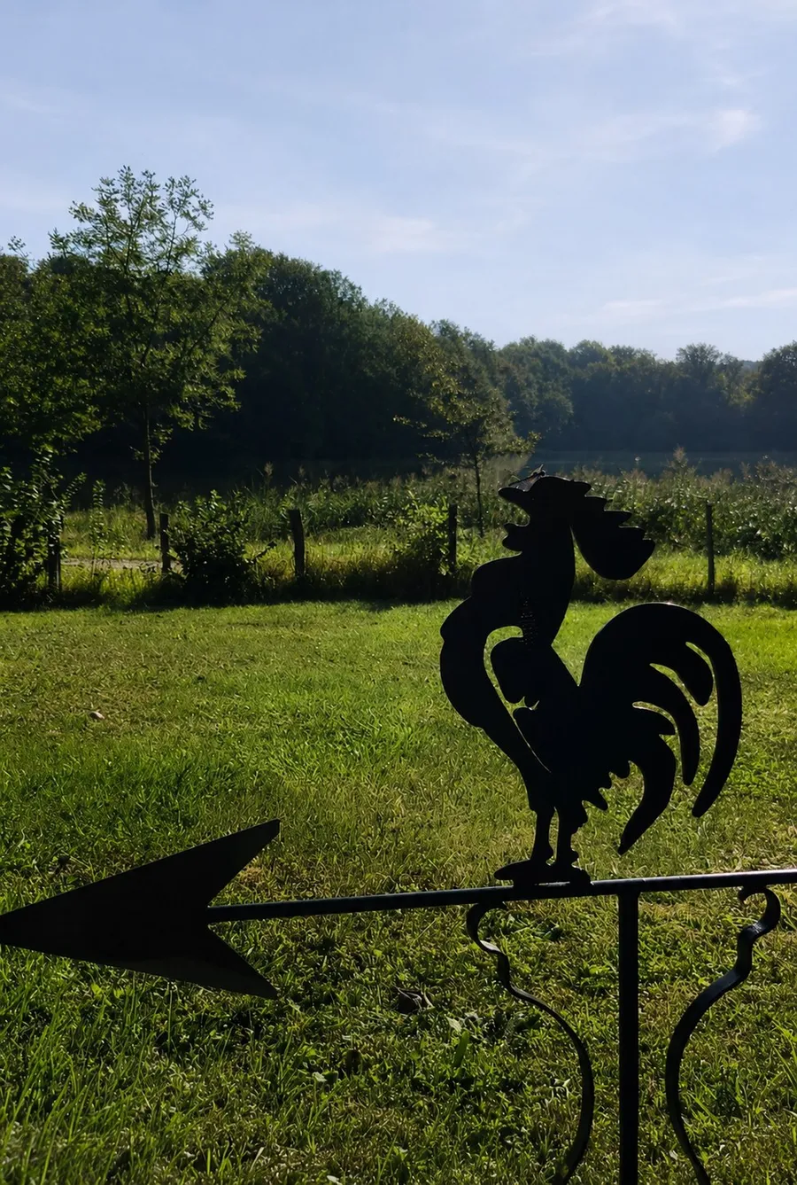 The First Flight — Photograph — a dragonfly on the crest of a metal rooster (3/5)