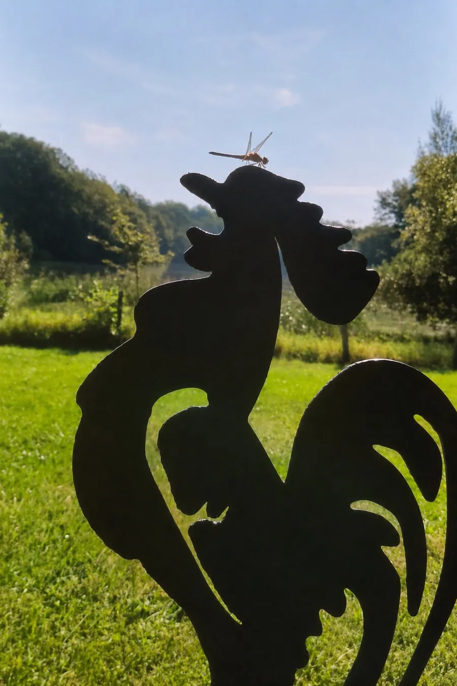 The First Flight — Photograph — a dragonfly on the crest of a metal rooster (4/5)